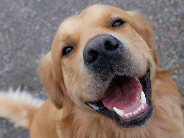 Su clínica veterinaria de confianza en Chantada