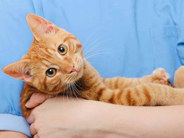  Servicios veterinarios en Chantada