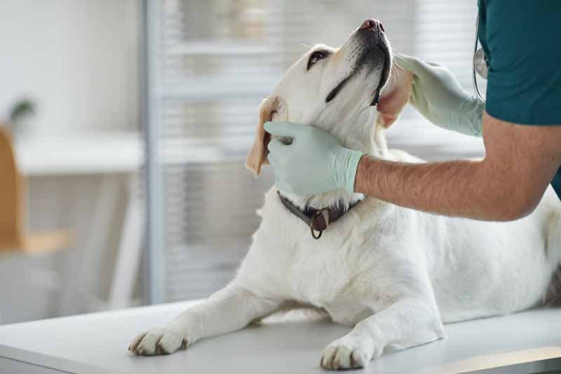 2 Clínica Veterinaria: cuidado y bienestar para su mascota