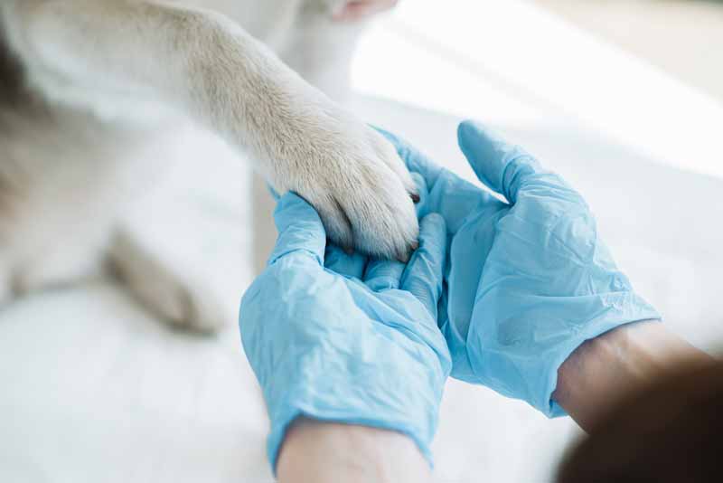 Garantizamos el bienestar de su mascota