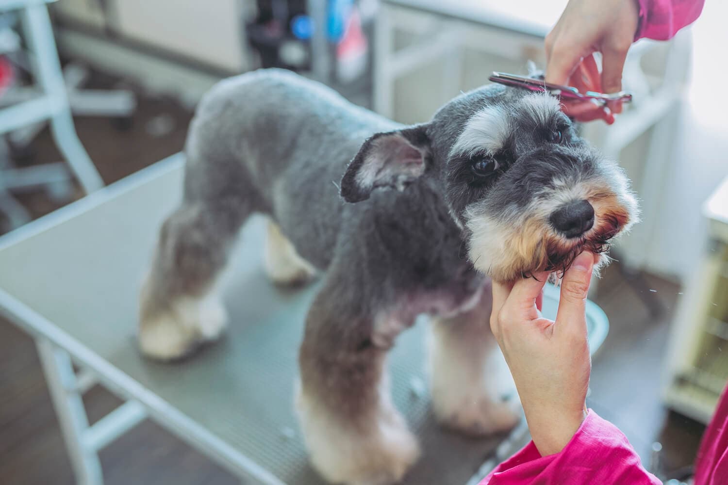 Clínica veterinaria en Chantada